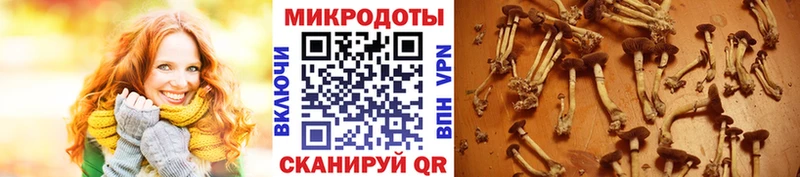 даркнет сайт Знаменск Галлюциногенные грибы прущие грибы